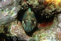 Fish by Vito Lorusso 